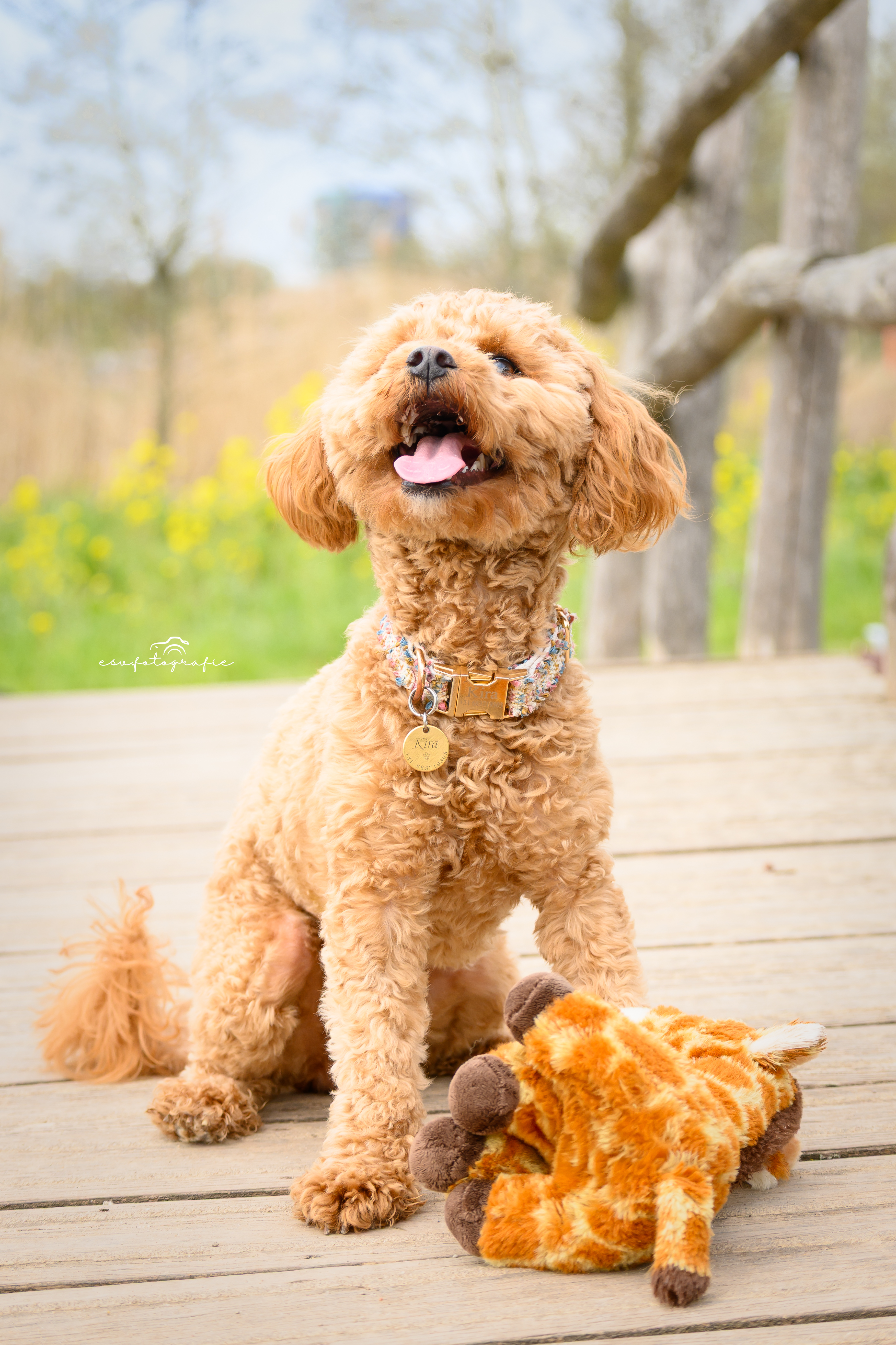 esvfotografie - Dierenshoot