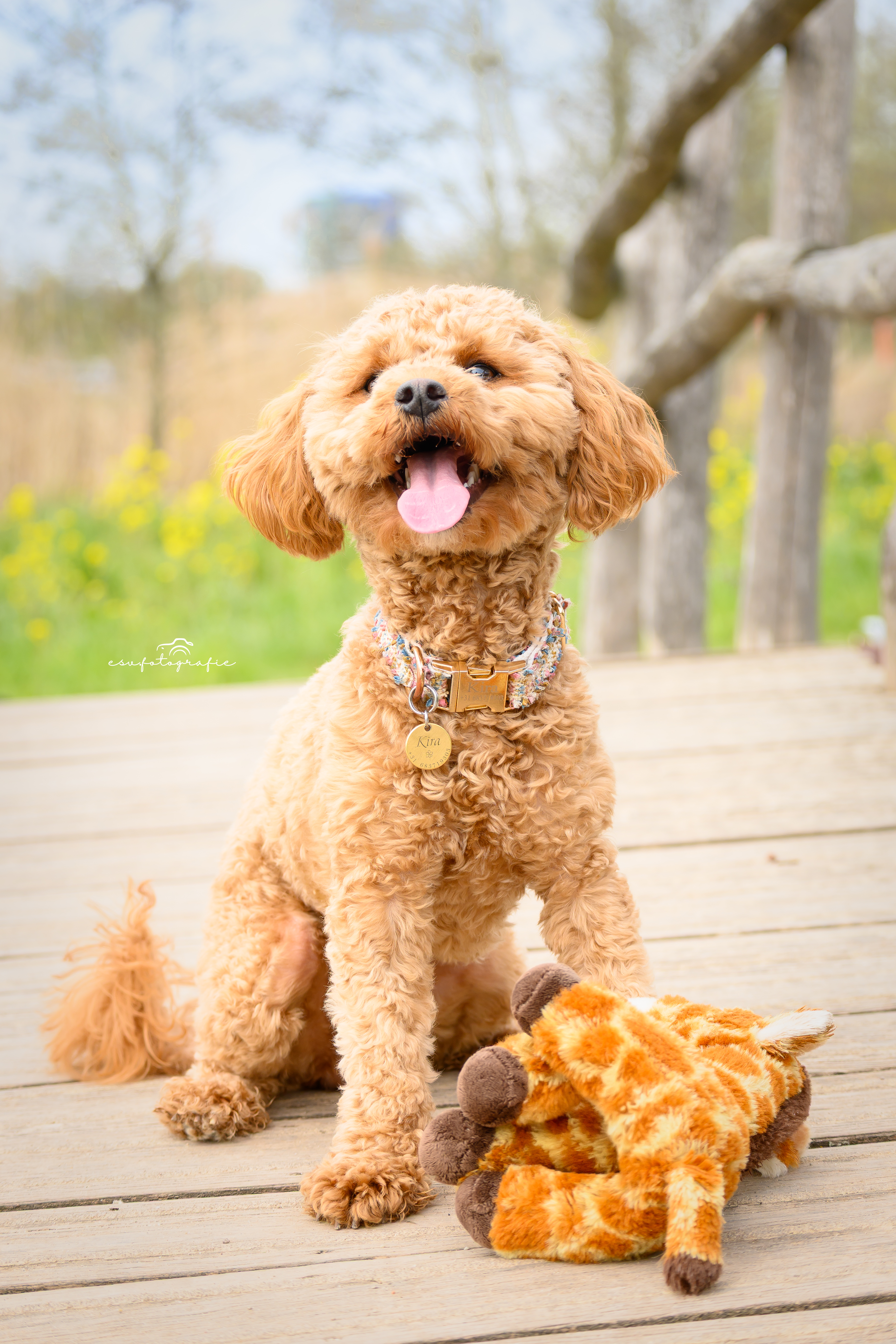 esvfotografie - Dierenshoot