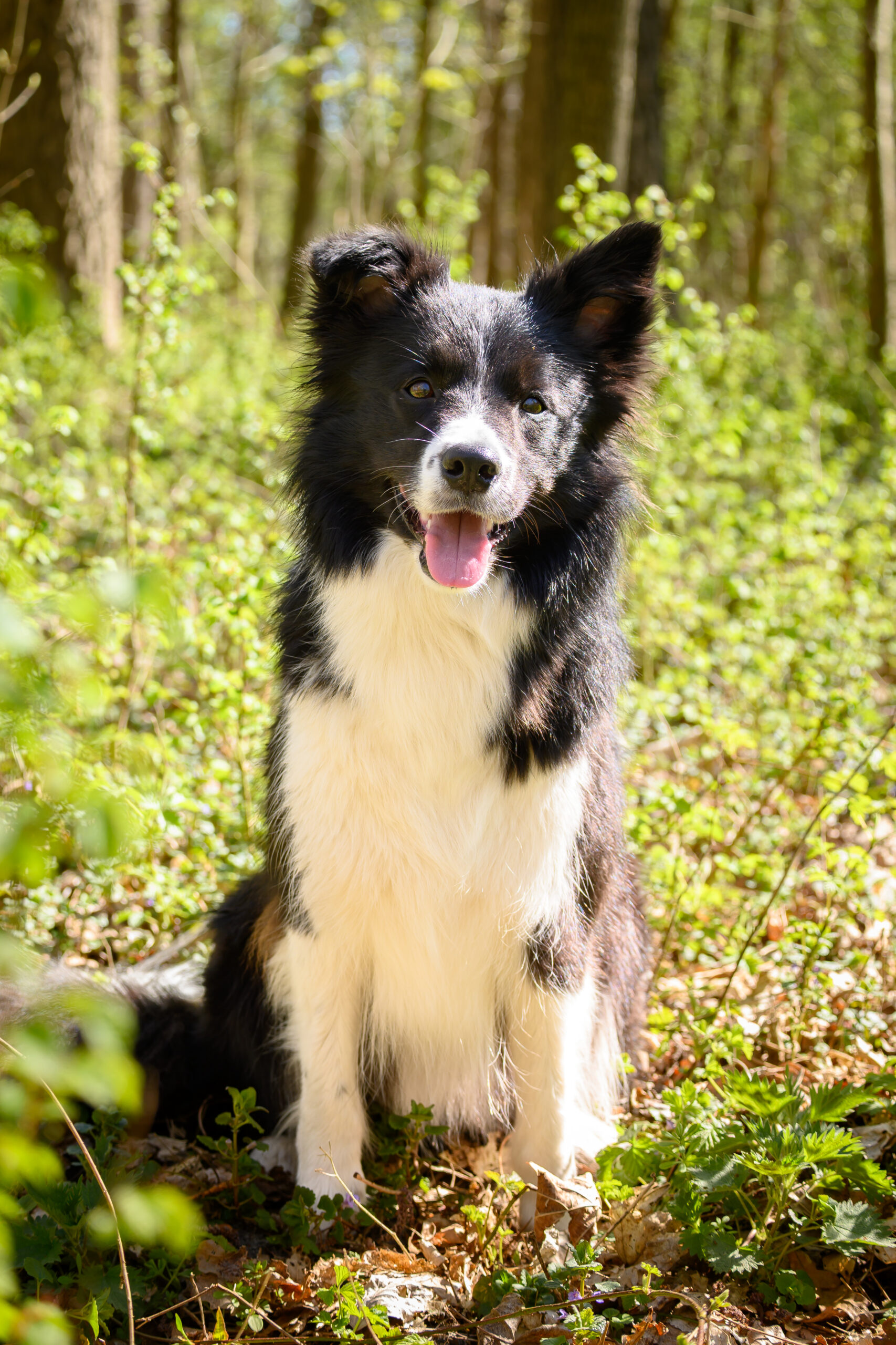 hondenfotograaf Den Haag