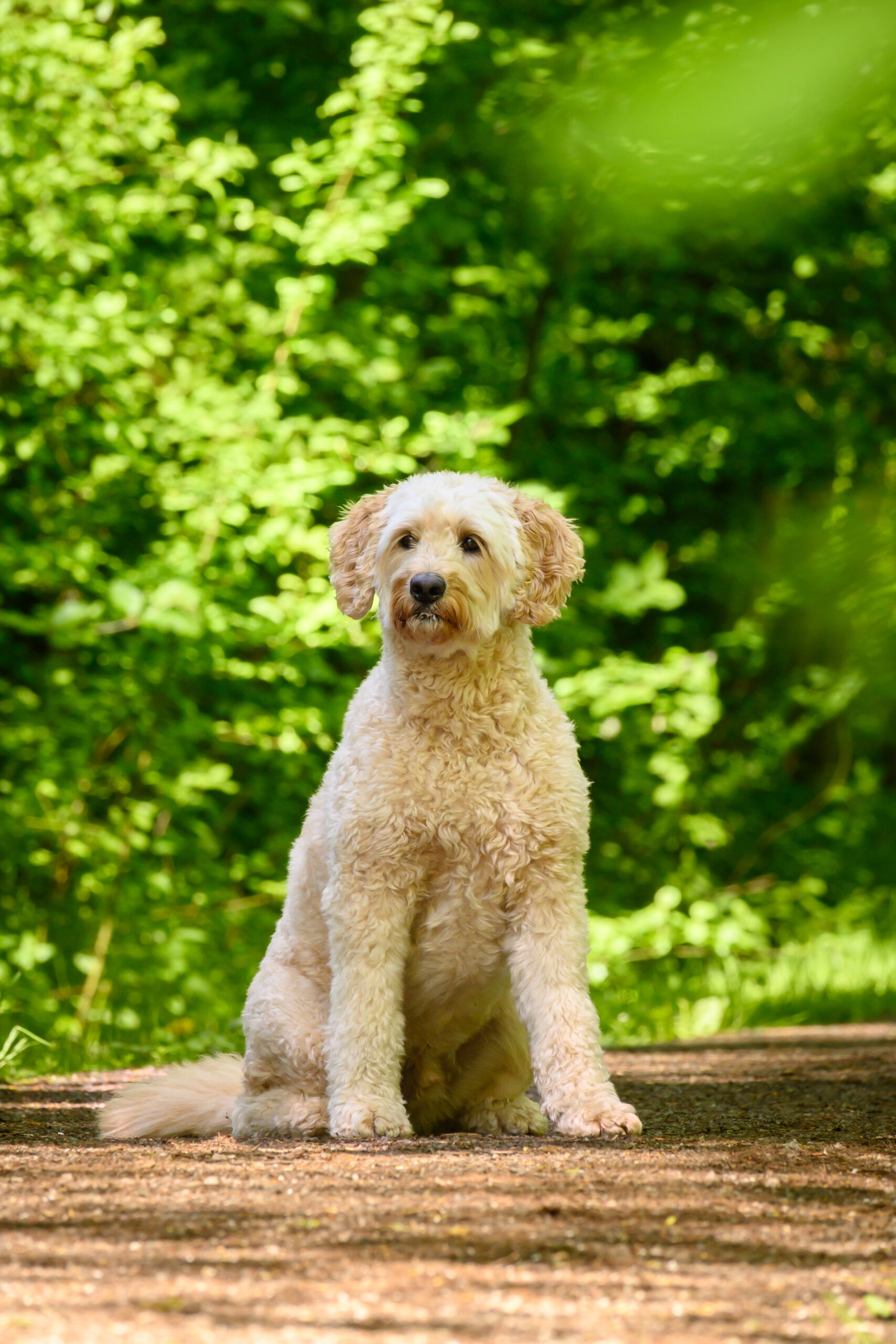 honden fotograaf Zoetermeer